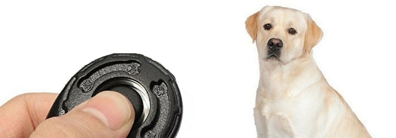 Clicker training chien entraînement