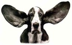 Sifflet chien dressage 1 ton | pro-sifflets.com