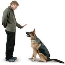 Sifflet pour chien et dressage | pro-sifflets.com