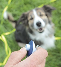 Clicker training : méthode alternative de dressage de chiens
