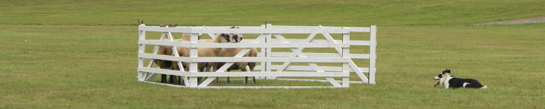 Border collie garde les moutons